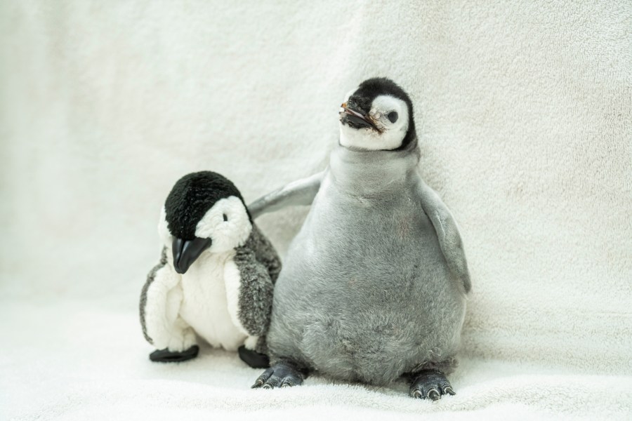 Perla el Pingüino (Foto: SeaWorld San Diego)