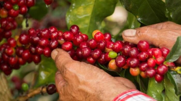 En búsqueda del mejor café del país, Fedecafeteros abrió concurso 1 30 mayo, 2024