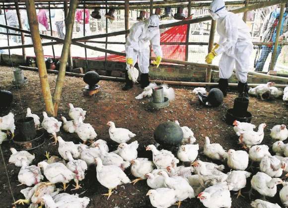 ¿Existe en México la vacuna contra la gripe aviar A H5N2?... SSA descartó riesgo de contagio para la población
