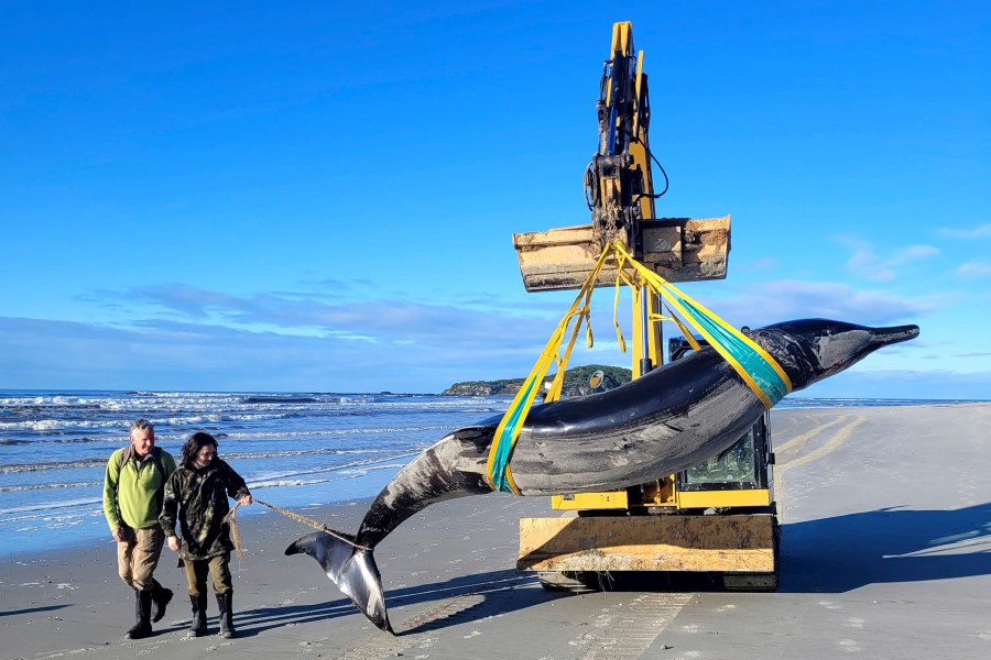 La ballena más rara del mundo podría haber aparecido en una playa de Nueva Zelanda, lo que posiblemente arroje pistas sobre la especie