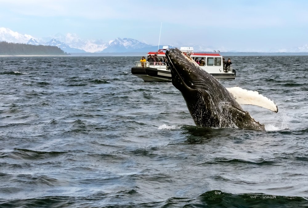 Una ballena salta frente a la costa de EE.UU. y hace volcar un barco y hace volar a los pescadores