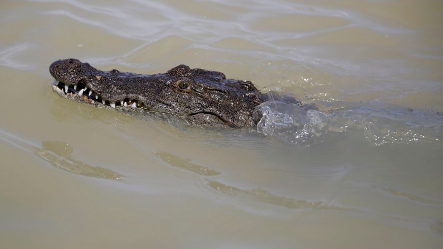 Restos humanos dentro de cocodrilo podrían ser de un turista de vacaciones con su familia