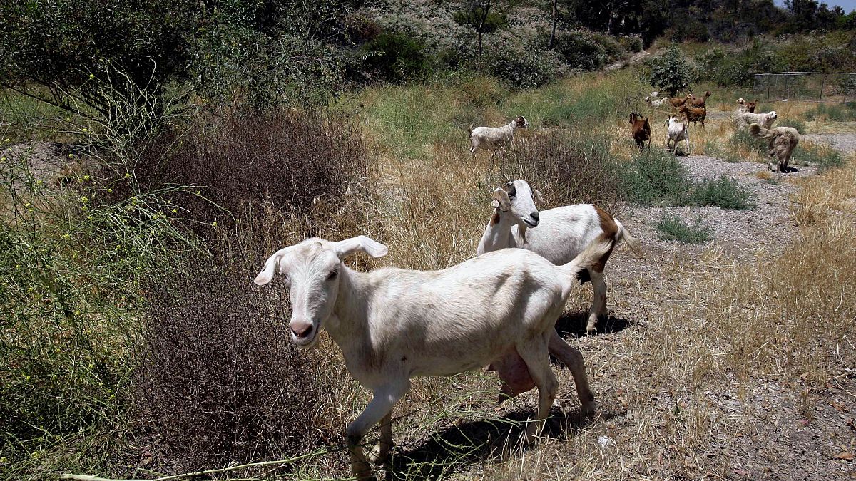 El queso feta en peligro: Grecia lucha contra la "plaga de las cabras" que amenaza la producción lechera