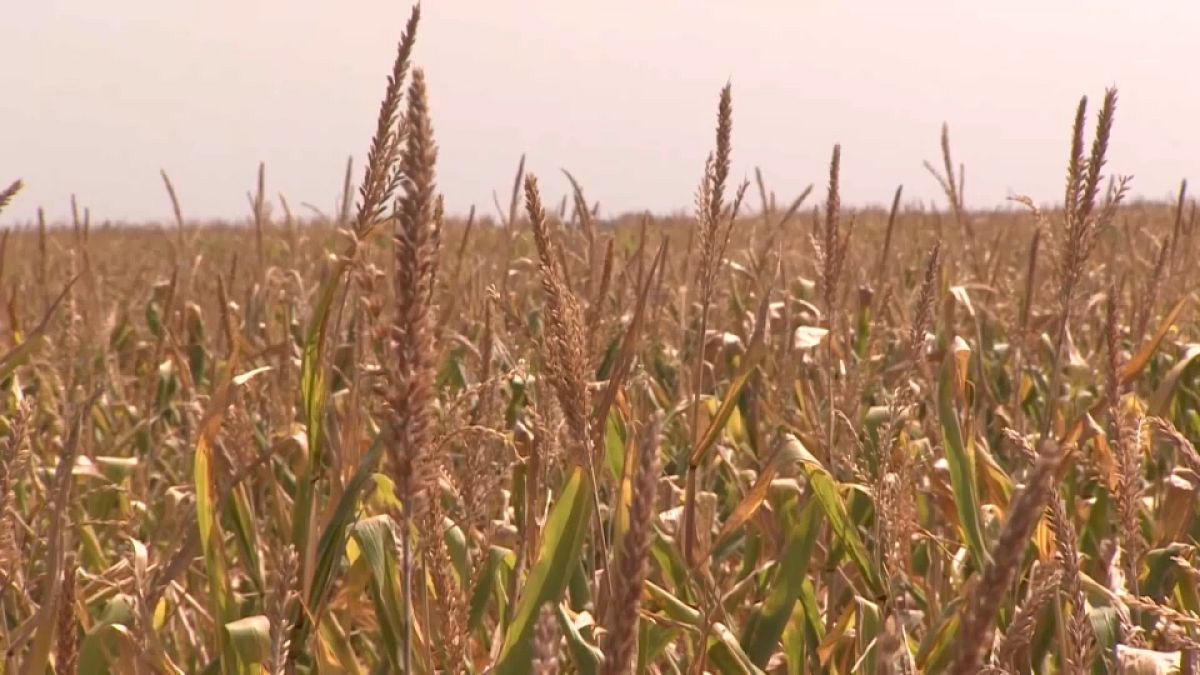 Las sequías provocadas por el intenso calor en Hungría provocan graves daños a la agricultura