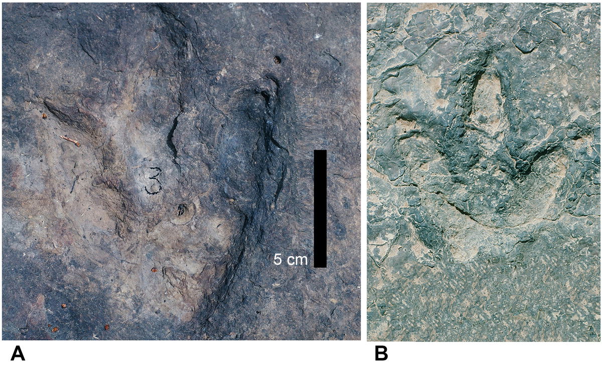 Hallan huellas de dinosaurios coincidentes en lados opuestos del Atlántico