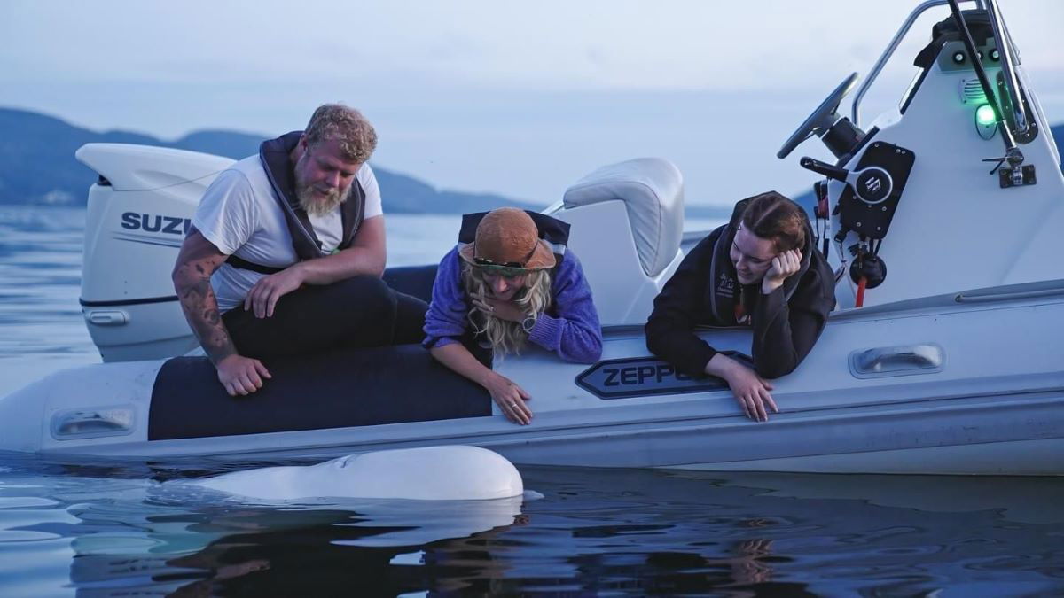 Hallan muerta en aguas noruegas a una querida ballena beluga de origen ruso