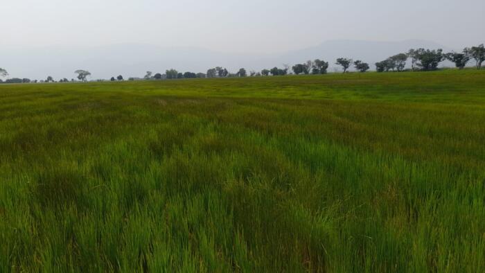 “Los arrozales están secos”: arroceros huilenses lanzan SOS 1 17 septiembre, 2024