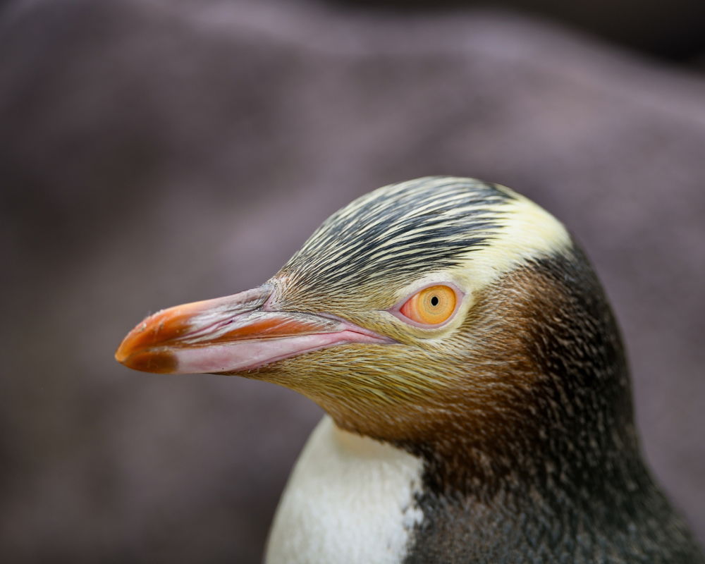 Ave neozelandesa del año: “¡Peng-win para el pingüino!”