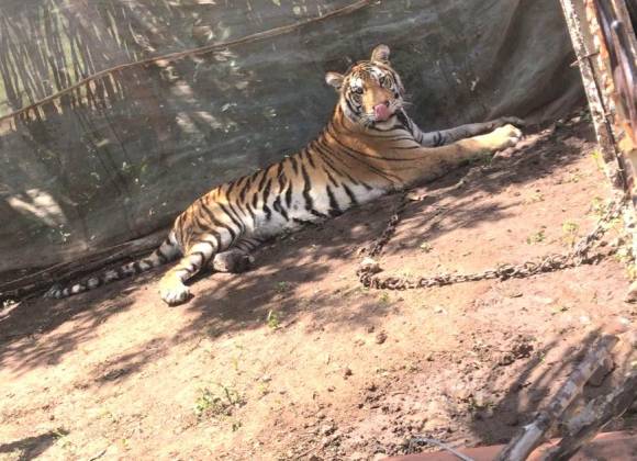 Tigresa deambulaba en Sinaloa, soldados la amarran; no puede ser rescatada por las balaceras