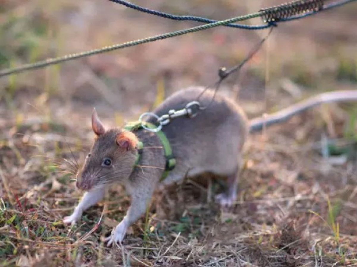 Los traficantes de vida silvestre están siendo “delatados”