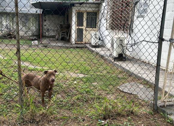 Tres menores lesionados por ataque de perro pitbull en secundaria en Monterrey