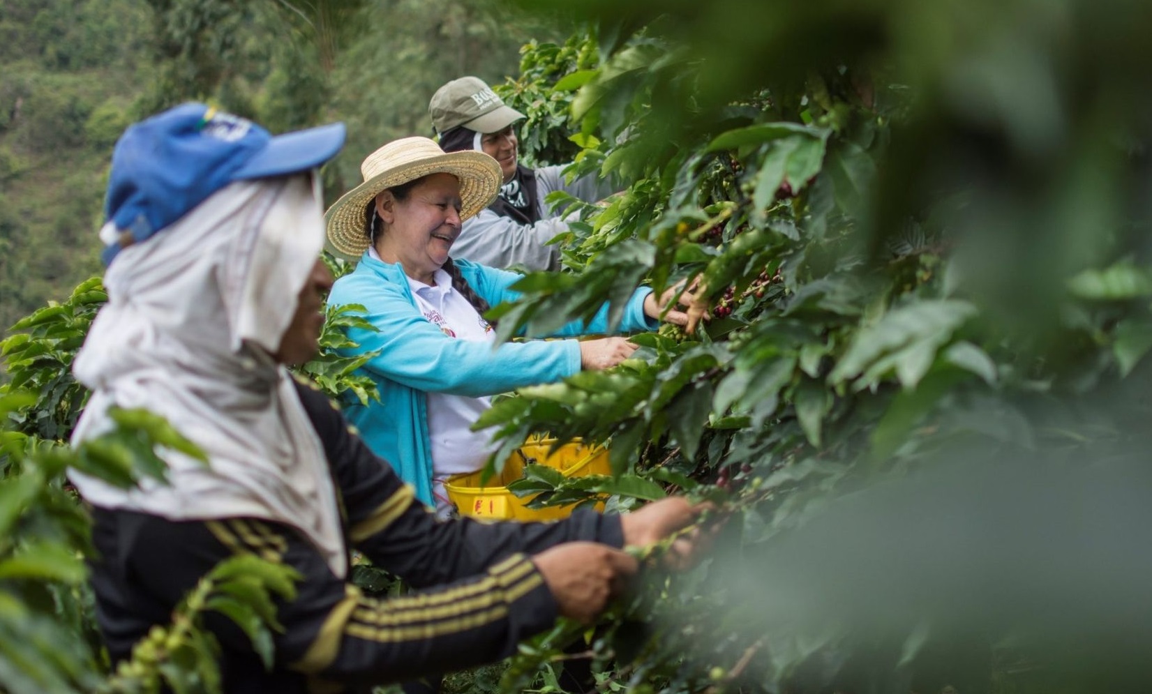 Huila continúa siendo el mayor productor de café; ya son 14 años