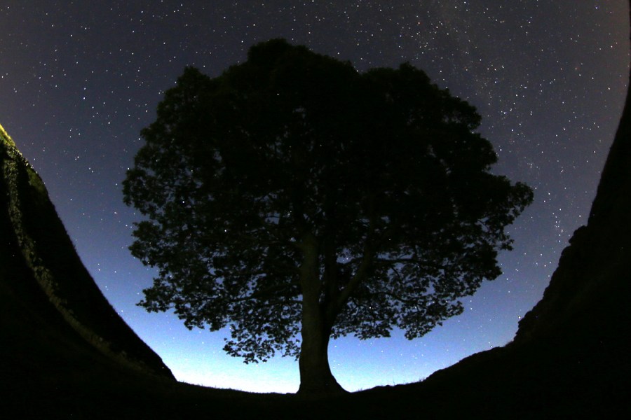 Dos hombres están siendo juzgados por cargos de talar el pintoresco árbol Sycamore Gap de Gran Bretaña