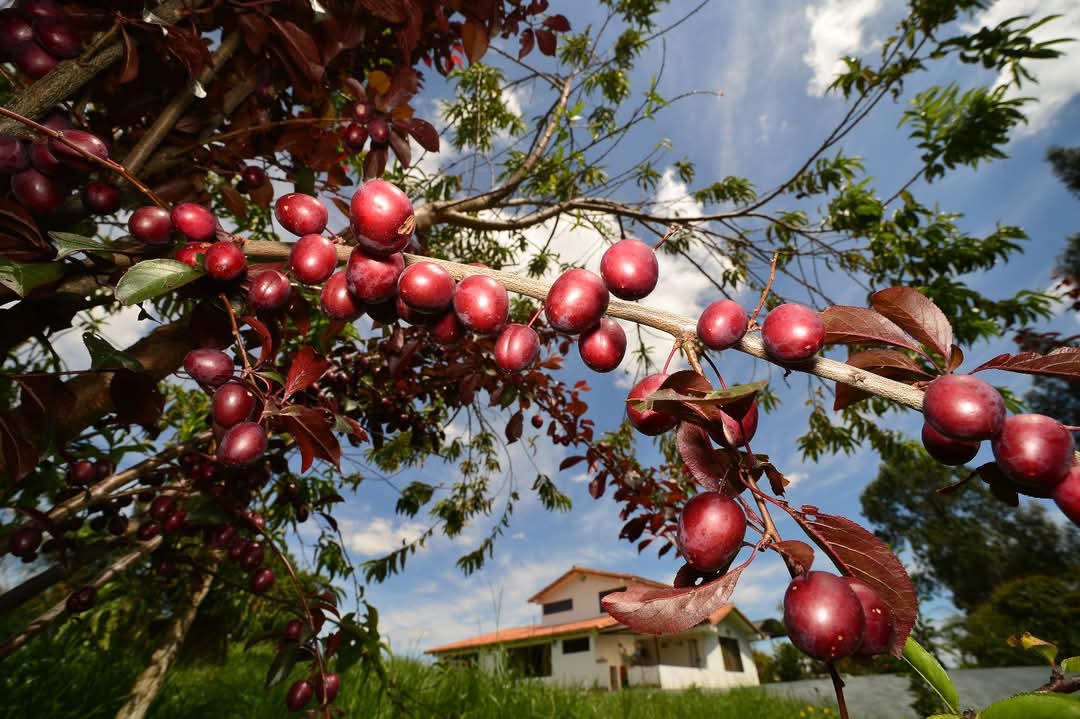 Precio del café en la Bolsa de Nueva York se dispara a US$3,43: máximo histórico