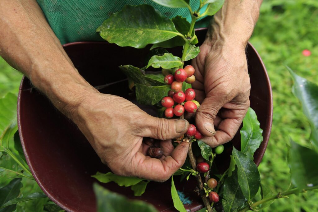 Café huilense presente en el Foro Económico Mundial